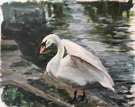 Study of Swan at Culzean Castle, Scotland 